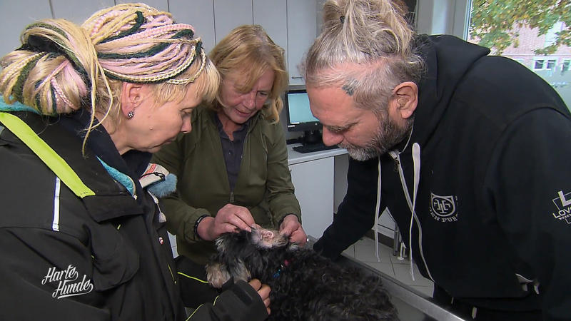 Ohren-Reinigung bei Cookie