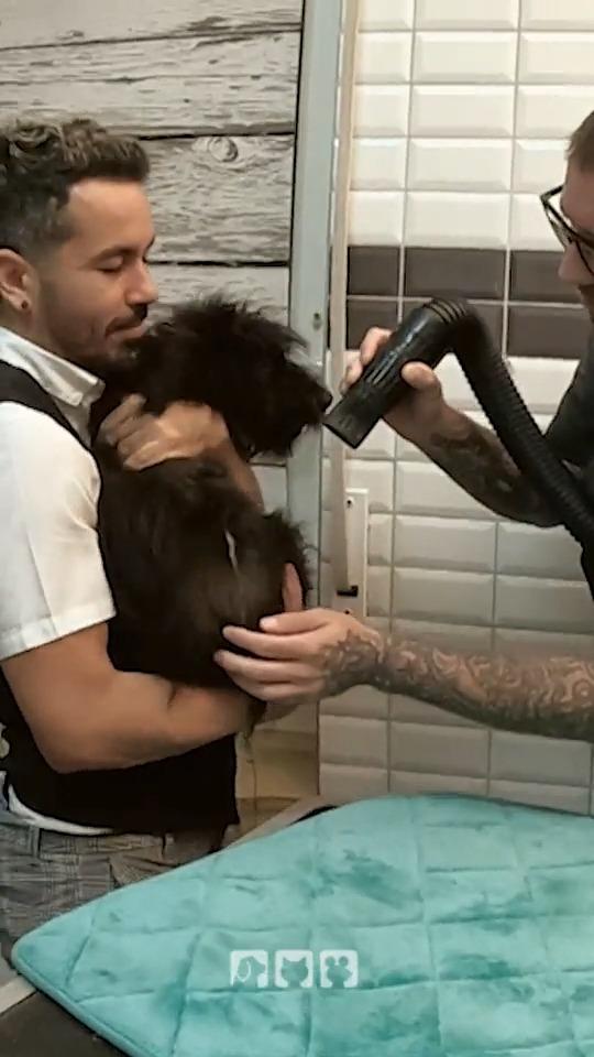 Rüde Mateo macht auf sterbenden Schwan