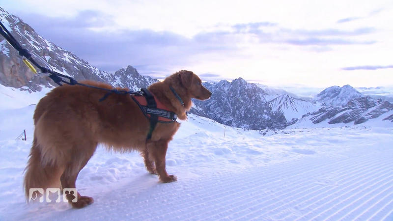 Kann Lawinenhund Floki Kate aus dem Schnee retten?