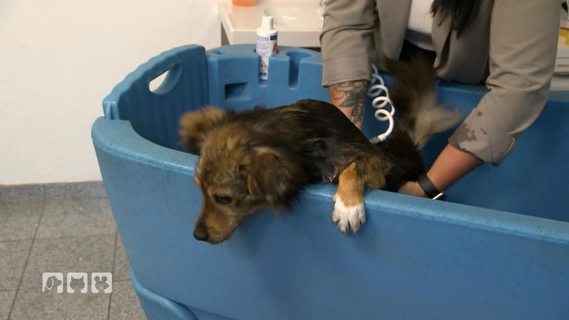 Nick drückt sich vor der Wanne