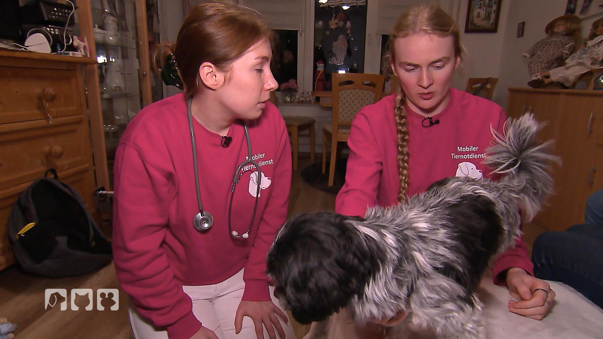 Sorge um Hund Tiffy – hat sie Fieber?