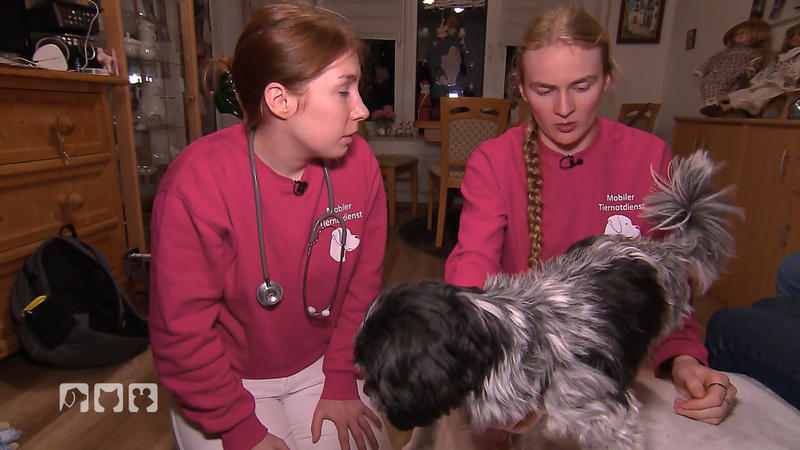 Sorge um Hund Tiffy – hat sie Fieber?