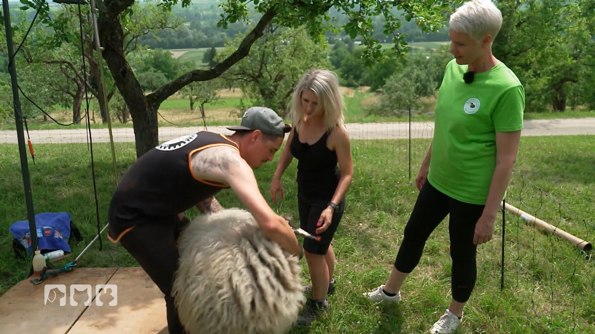 Bea lernt Schafe scheren