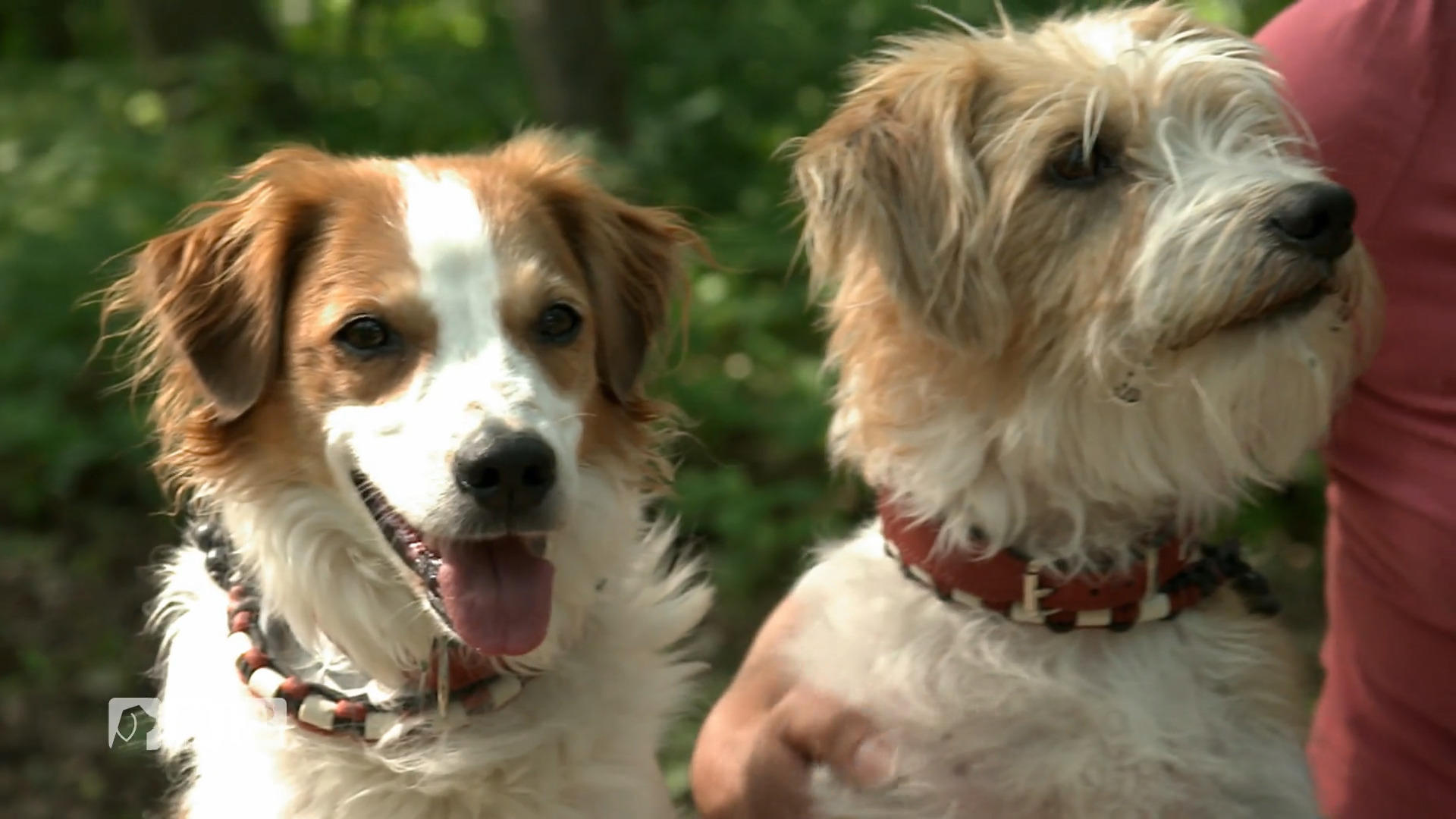 Kate checkt den Kromfohrländer