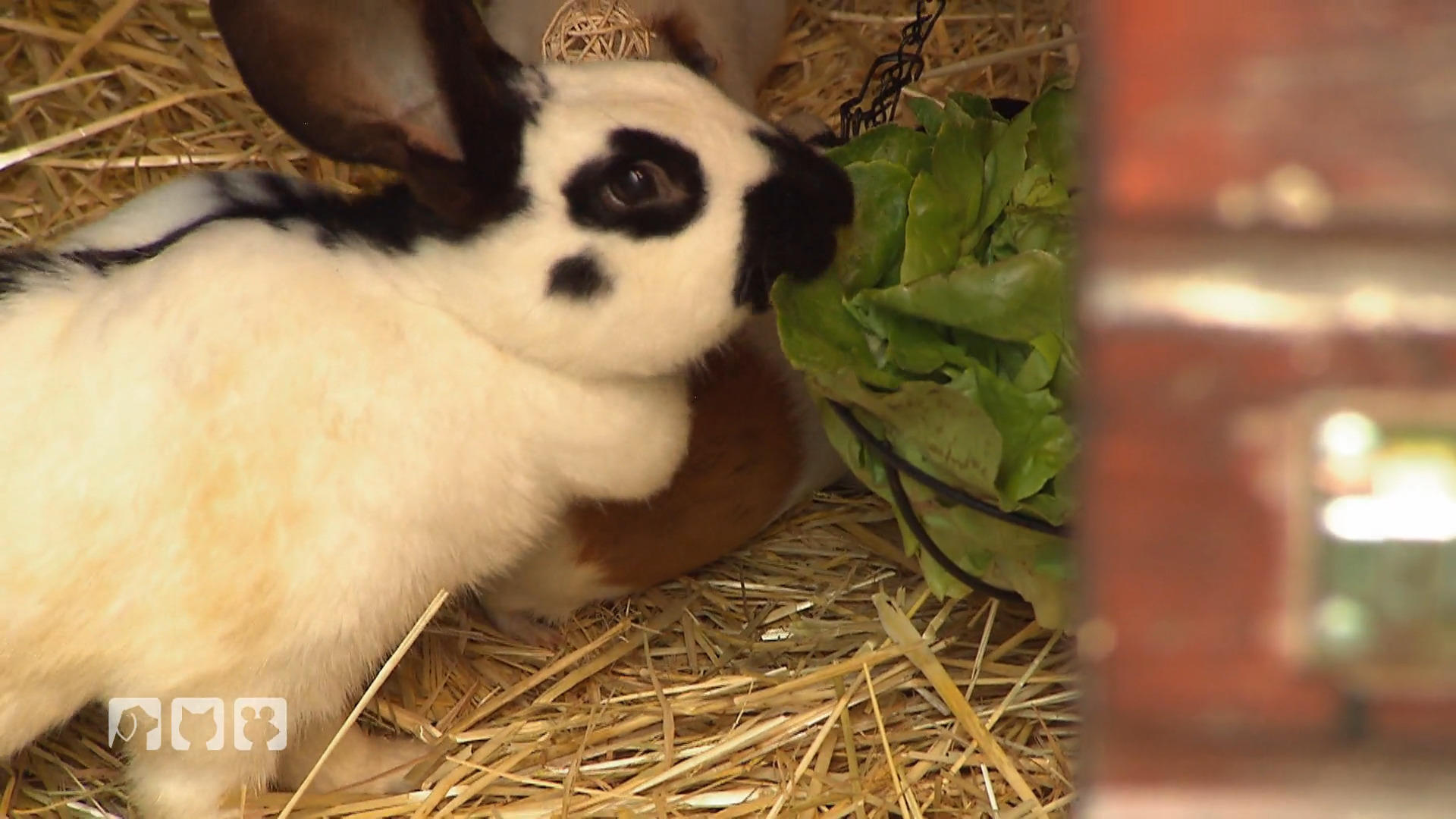 Bea versorgt die ganze Farm