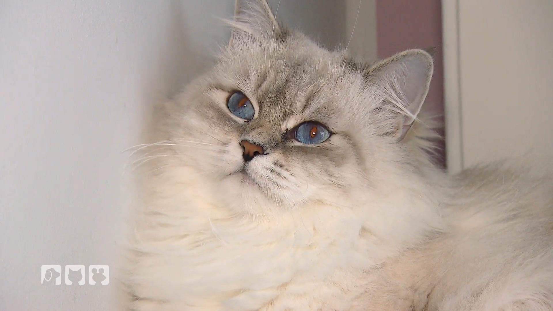 Chance für Allergiker