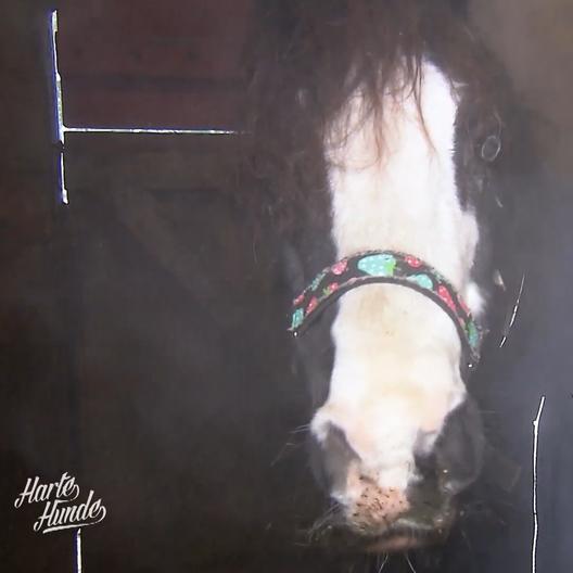 Pony Mr. Percy braucht Spezialbehandlung