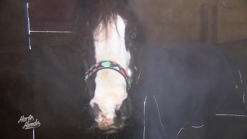 Mr. Percy muss in den Salznebel