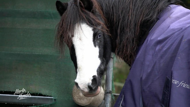 Pony Mr. Percy braucht Spezialbehandlung