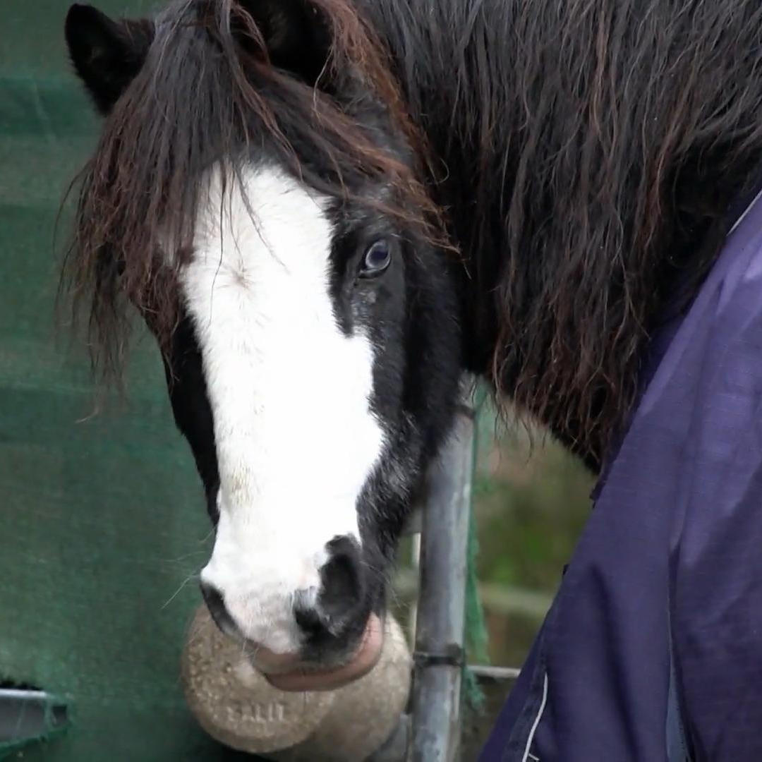 Pony Mr. Percy hat eine chronische Erkrankung der Lunge