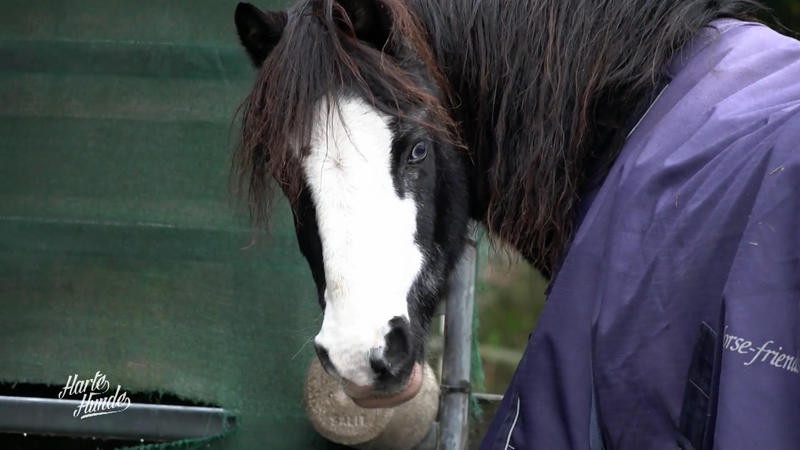 Pony Mr. Percy hat eine chronische Erkrankung der Lunge