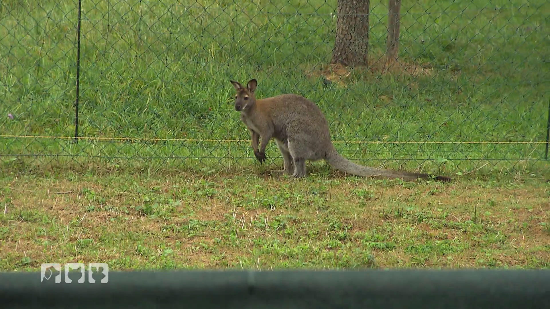 Drittes Wallaby: Beas Farm im Einsatz