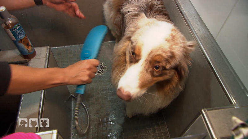 Beas Hund bekommt den Beauty-Check