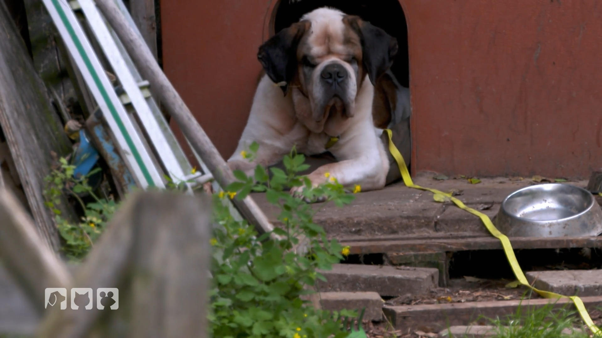 Kommt die Rettung für den Bernhardiner?