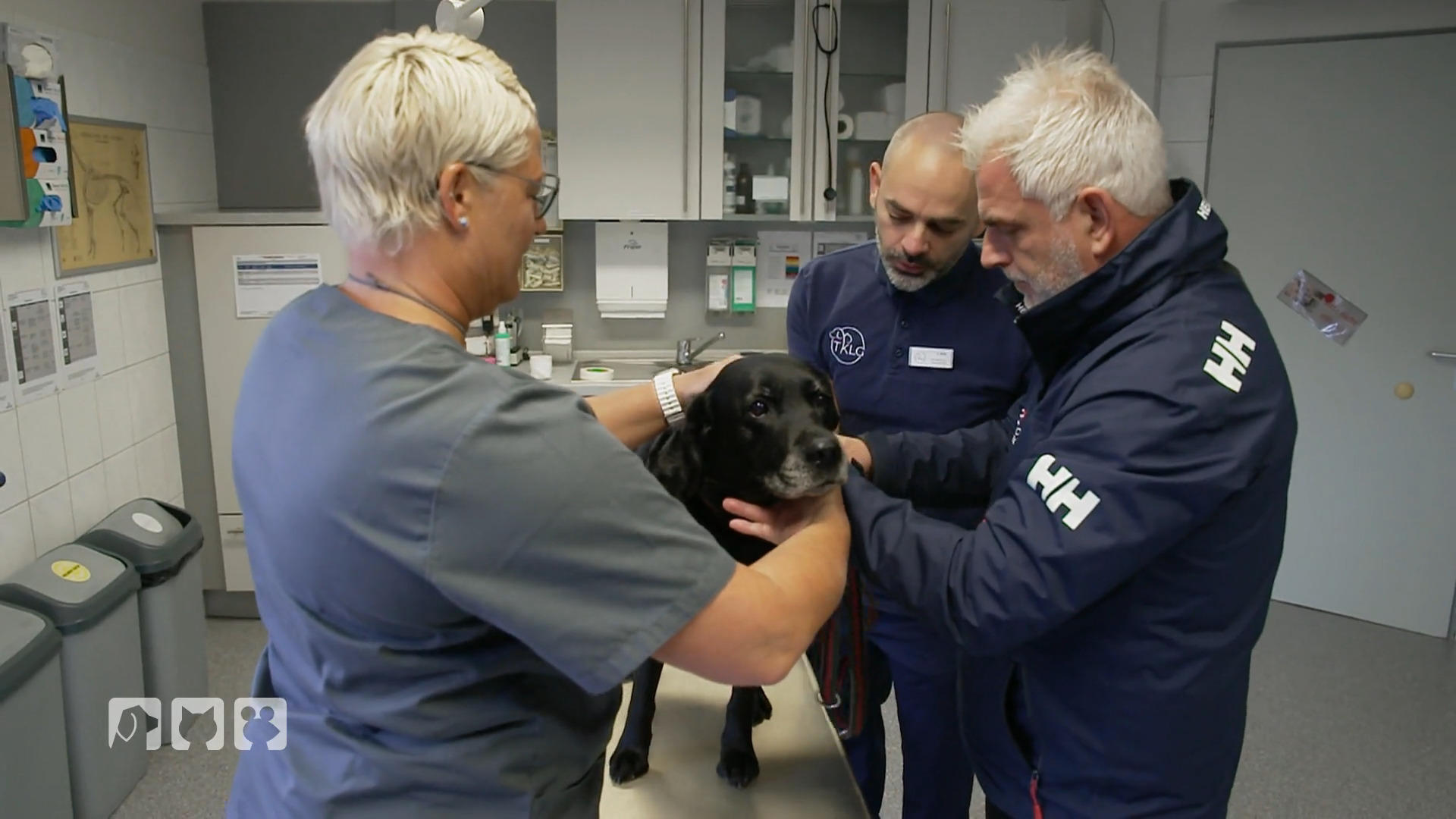 Hündin Frieda kämpft gegen Tumore in der Tierklinik