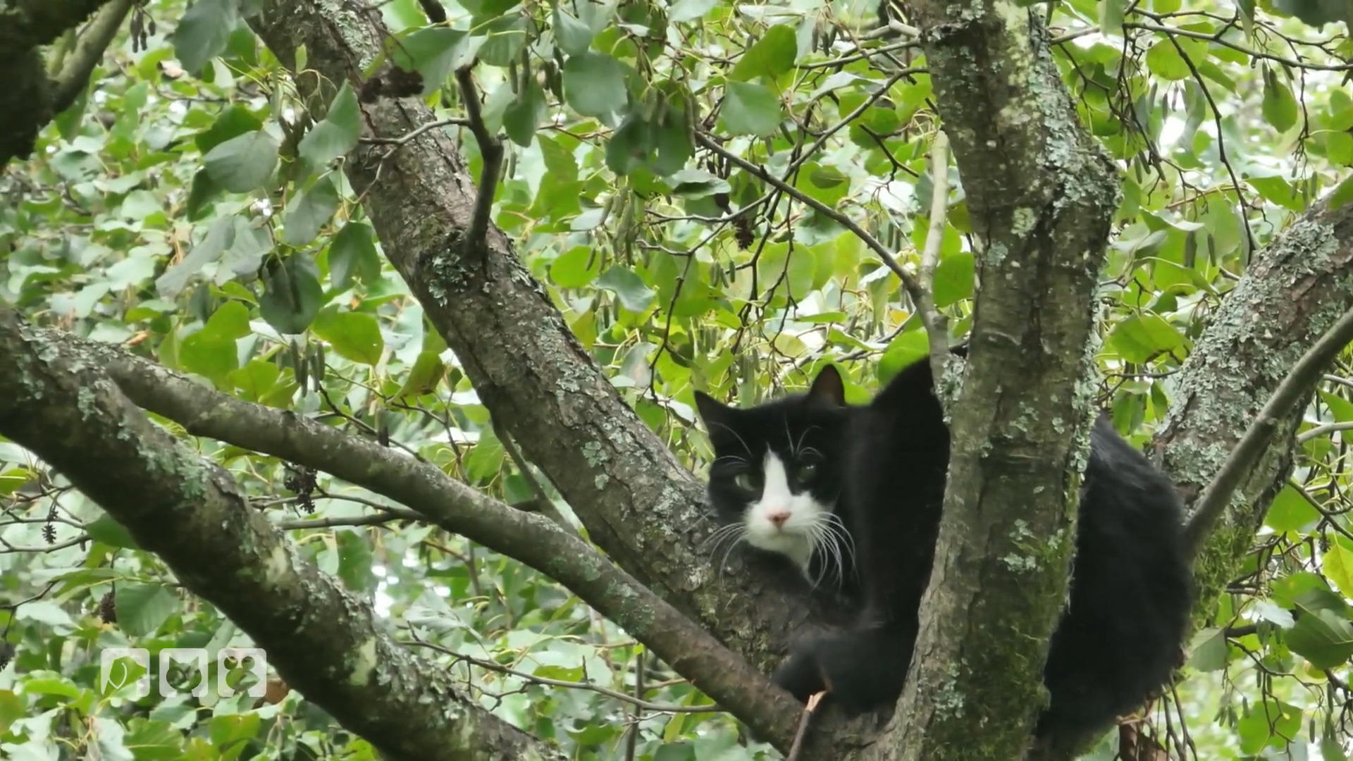 Vier Wochen im Baum: Kann Tierretter Stefan Katze Johnny runterholen?
