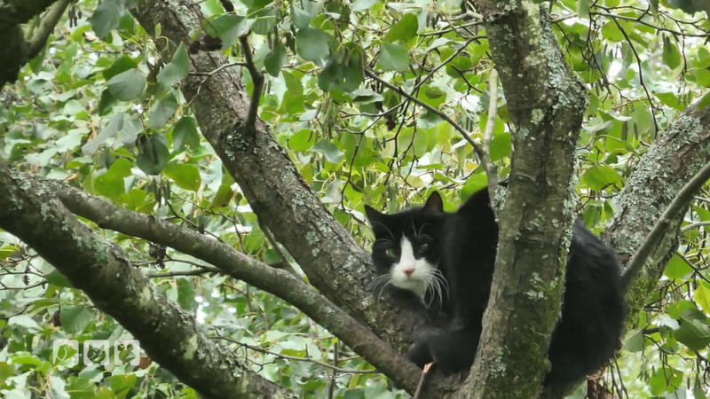 Vier Wochen im Baum: Kann Tierretter Stefan Katze Johnny runterholen?