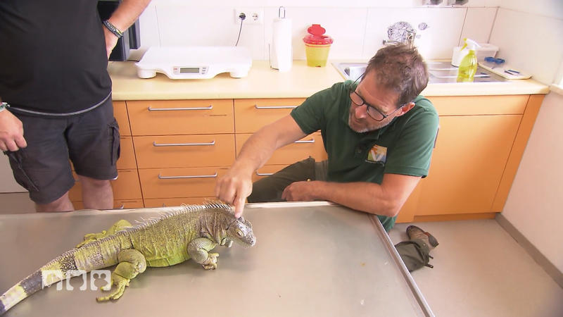 Spikeys Rätselwunde – Diagnose gesucht