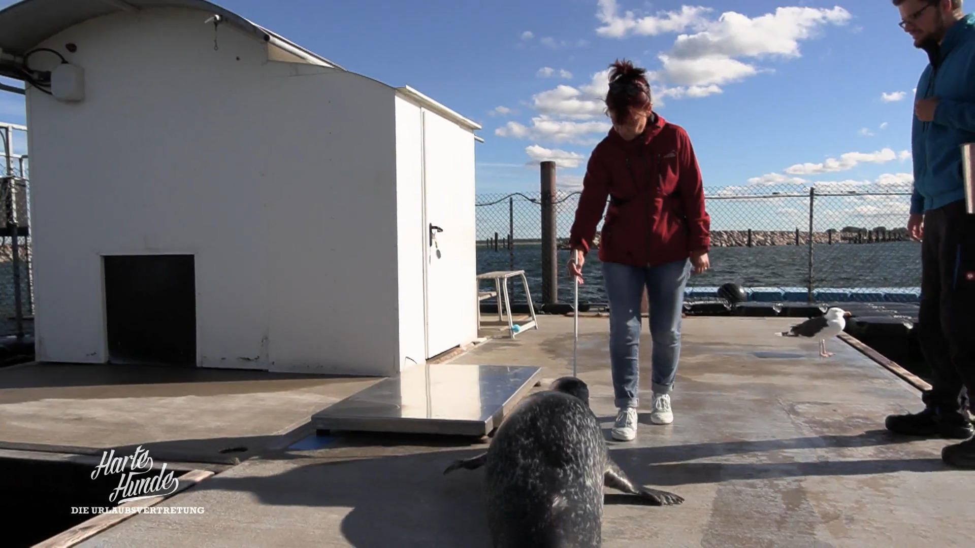 Conny bei der Robbenforschung: Auszeit mit Gänsehaut