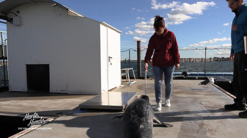 Conny bei der Robbenforschung: Auszeit mit Gänsehaut