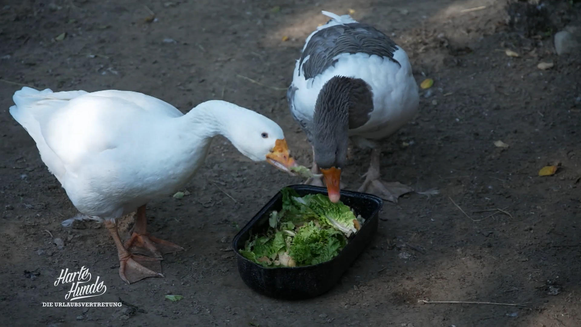 Füttern ohne Chaos: Die 'Harten Hunde' finden ihren Takt