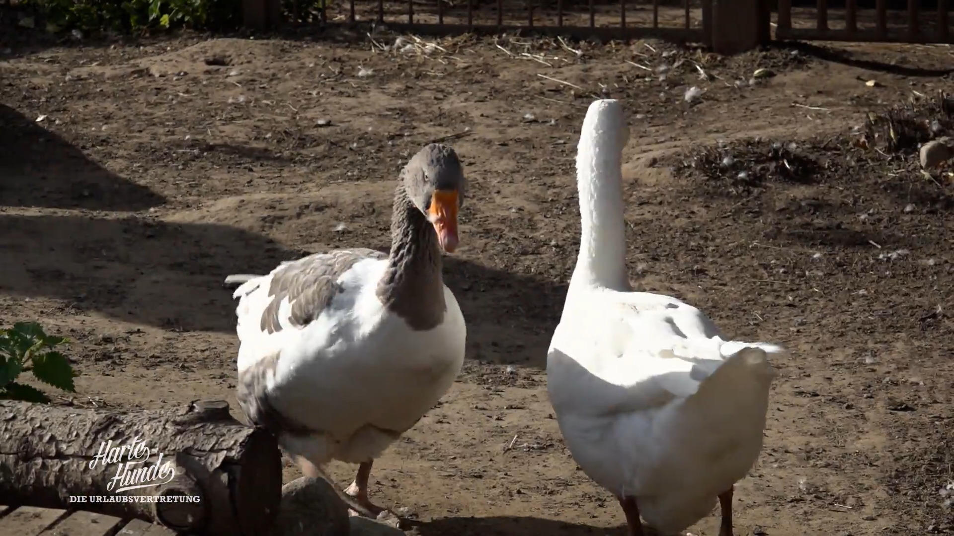 Teichpumpe kaputt: Rettet das Team die Überraschung?