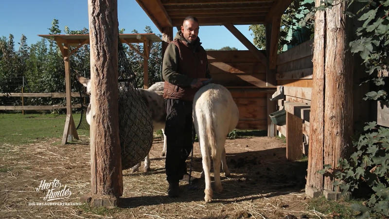 Esel geschniegelt – Überraschung für Conny