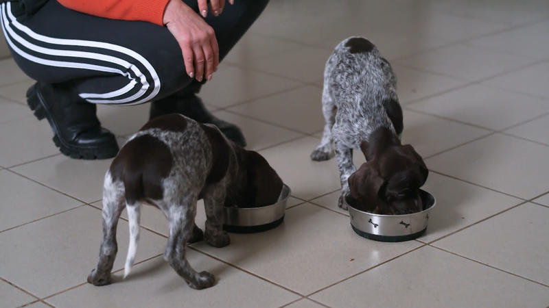 Tierheim Greiz: 10 Neuzugänge mit Anspruch