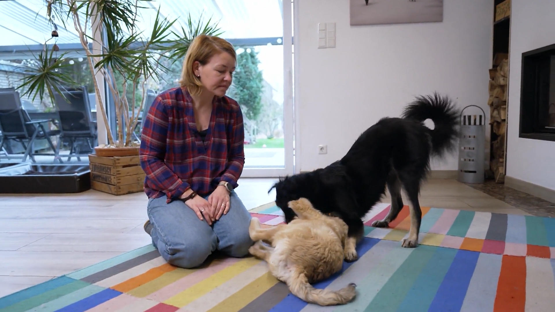 Zwei Wochen zuhause – und schon Teil des Rudels