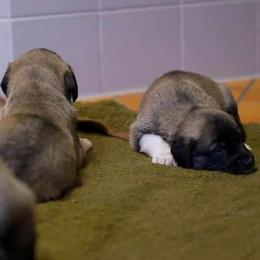 Diese süßen Welpen wiegen irgendwann 65 Kilo