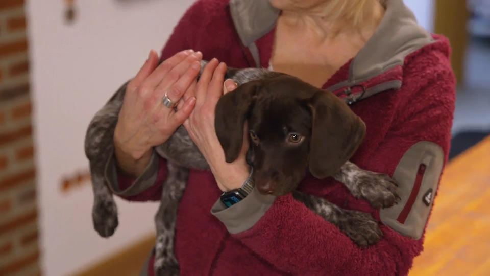 Tierschutzwelpe Mara im neuen Zuhause: Wie klappt das Kennenlernen mit den Rettungshunden?