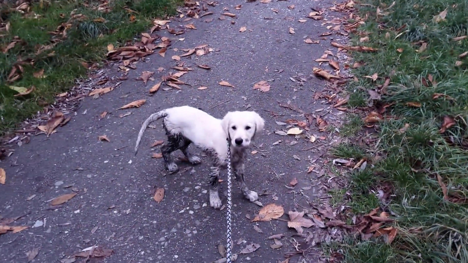 Welpe außer Rand und Band: Melle überprüft Leilas Training