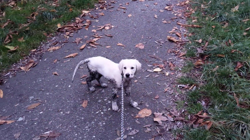 Welpe außer Rand und Band: Melle überprüft Leilas Training