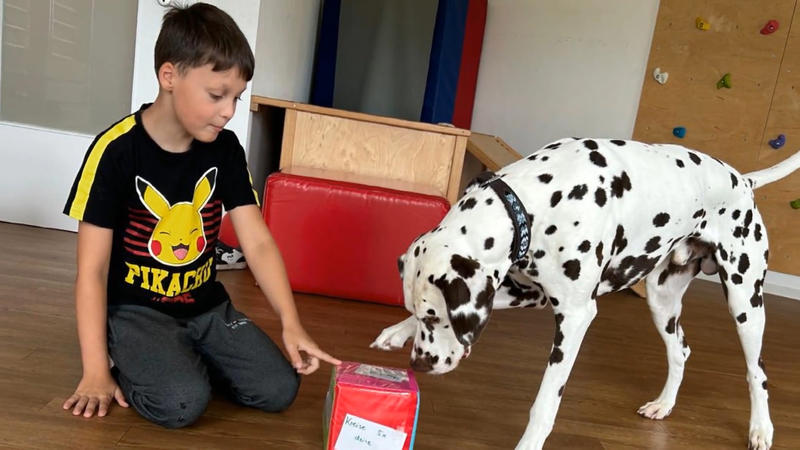 Kleine Nika, große Aufgabe: Wird der Katalanische Schäferhund zur echten Hilfe für Henry?