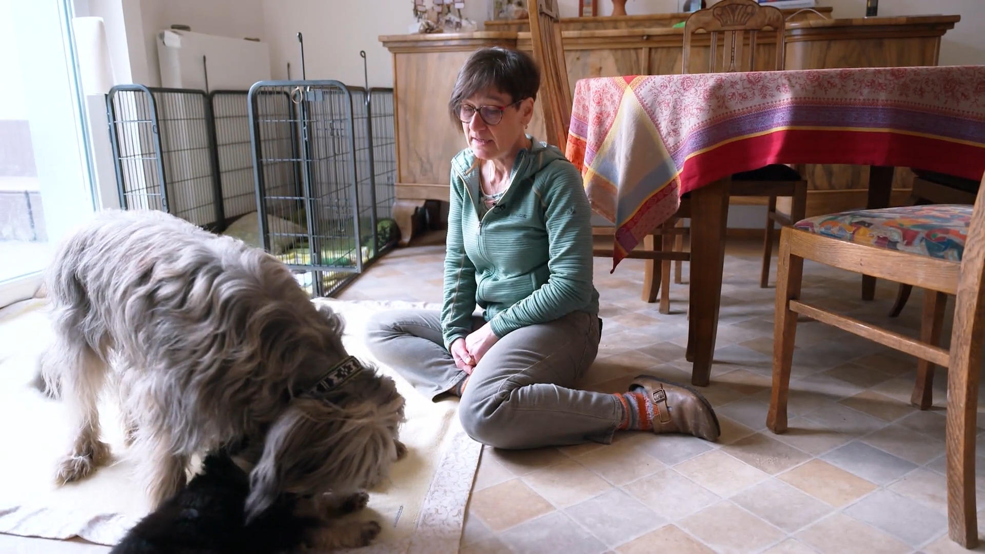 Zu Besuch bei Züchterin Alex: Was macht Katalanische Schäferhunde so besonders?