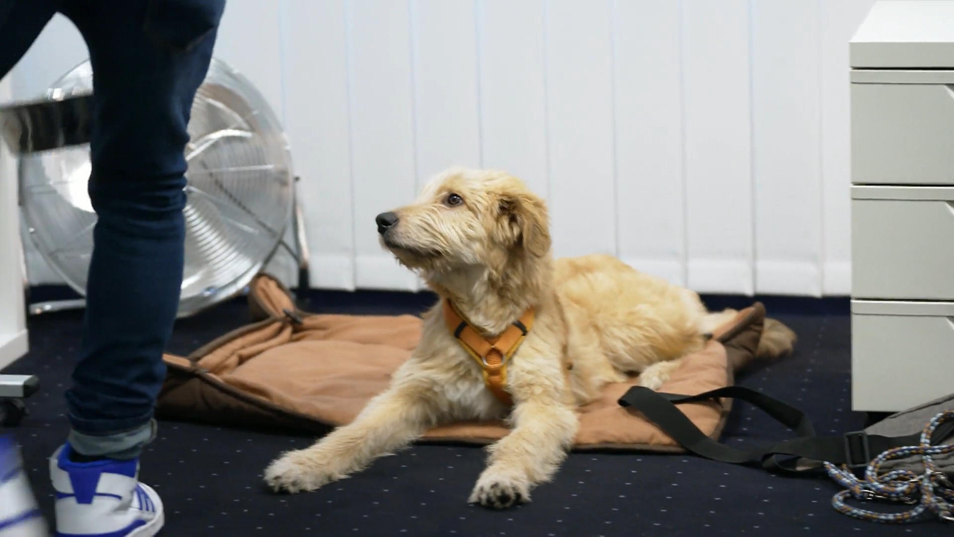 Premiere für Jabba: Klappt der erste Bürotag unter Martin Rütters klaren Regeln?