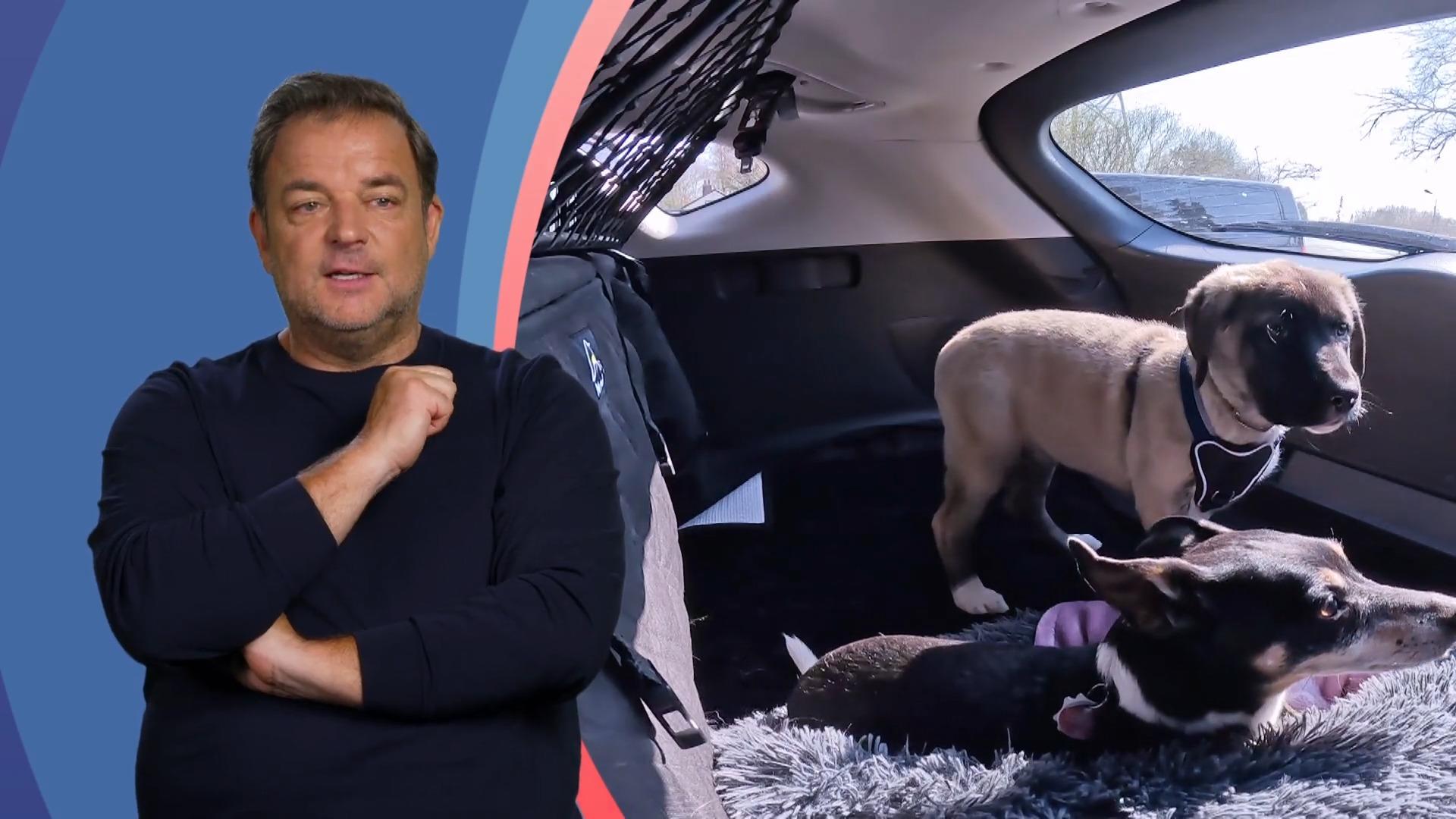 Kangal-Dame Luna verlässt das Tierheim Bremen