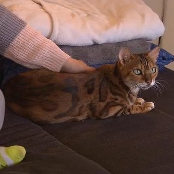 Immer Ärger mit den Haustieren