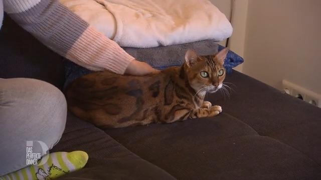 Immer Ärger mit den Haustieren