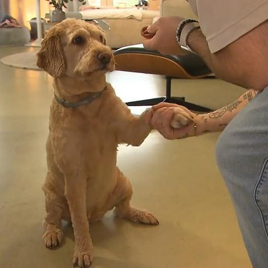 Vor lauter Hundeshow verbrennt Manuel der Mürbeteig